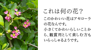 これは何の花?このかわいい花はアセローラの花なんです。小さくてかわいらしいことから、観賞用として楽しむ方もいらっしゃるようです。