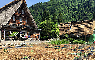 富山県「五箇山ぼべら」|フードアルチザンのおすすめ|フードアルチザン