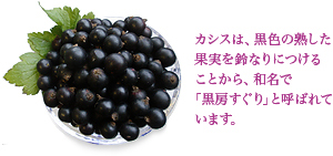 カシスは、黒色の熟した果実を鈴なりにつけることから、和名で「黒房すぐり」と呼ばれています。