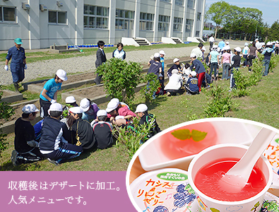 食育活動画像 収穫後はデザートに加工。人気メニューです。