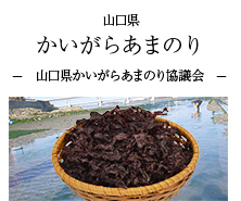 山口県 かいがらあまのり-山口県かいがらあまのり協議会-