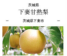 茨城県 下妻甘熟梨 茨城県下妻市