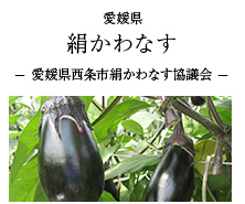 愛媛県 絹かわなす -愛媛県西条市絹かわなす協議会-