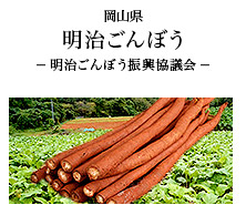 岡山県 明治ごんぼう 岡山県井原市