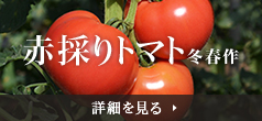 赤採りトマト 詳細を見る