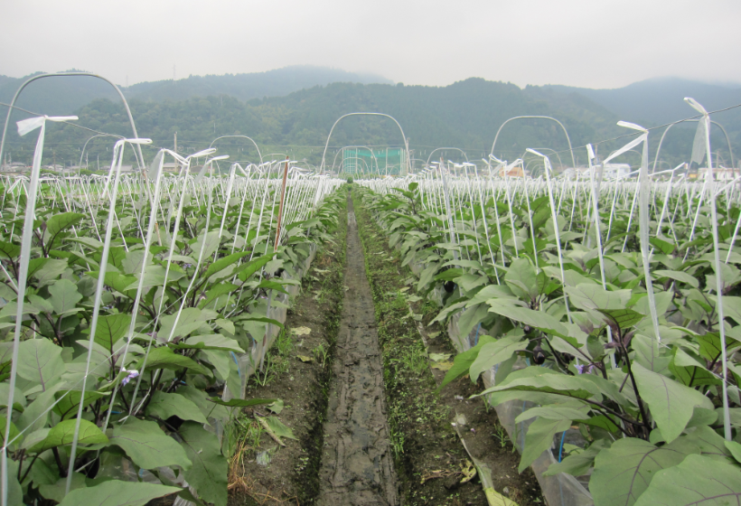 最盛期頃の圃場