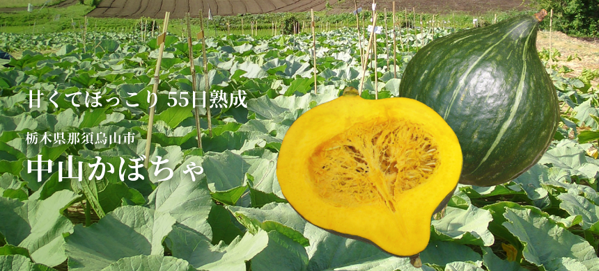 甘くてほっこり 55日熟成 栃木県那須烏山市 中山かぼちゃ