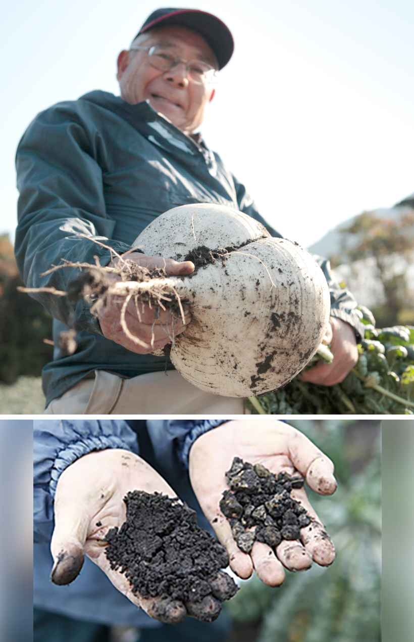 1月から2月の寒い時期だけ収穫される、桜島大根 桜島の火山灰土壌が大根を大きくした!