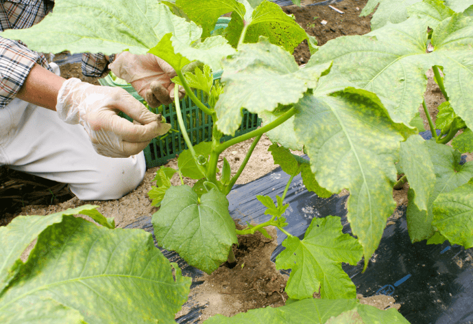 栽培のPOINT(花殻の除去)