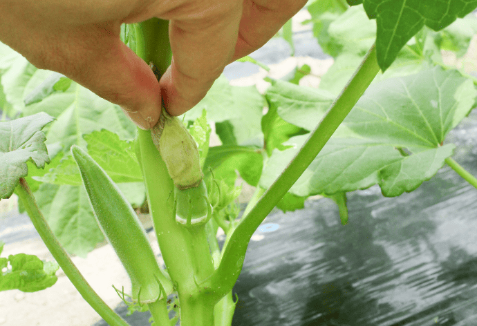 栽培のPOINT(花殻の除去)