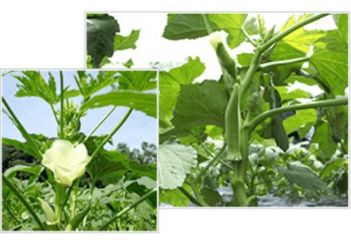 白オクラの特徴