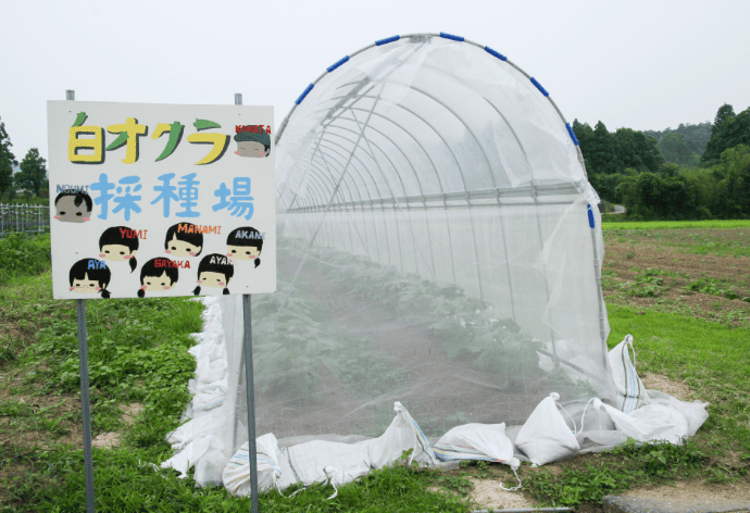 白オクラ採種場