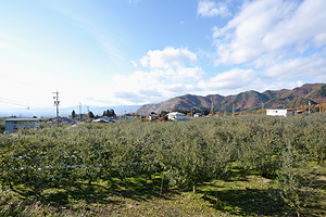 信州の山麓に抱かれたりんごの里、高山村