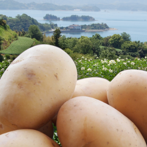 安芸津マル赤馬鈴しょ