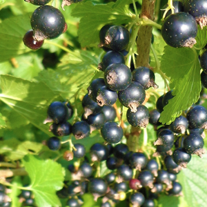 あおもりカシス