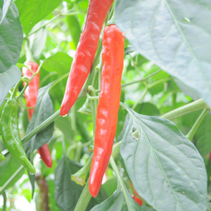 オロチの爪(唐辛子)