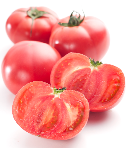 赤採りトマトの出発点