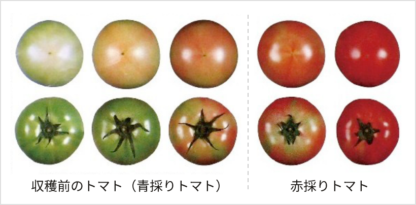 赤採りトマトの出発点