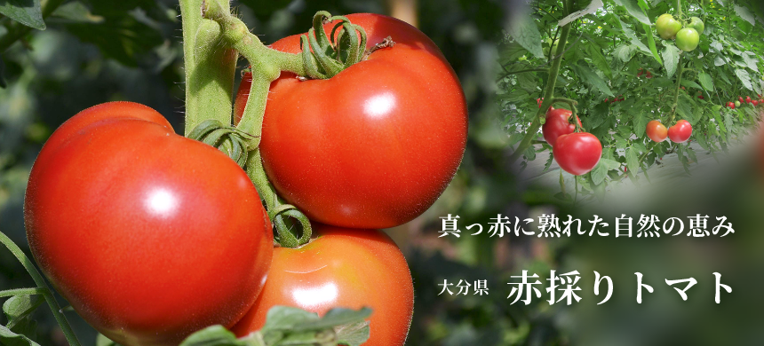 真っ赤に熟れた自然の恵み 大分県 赤採りトマト
