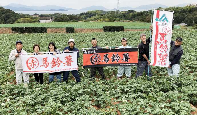 安芸津マル赤馬鈴しょを作る赤崎地区の傾斜畑