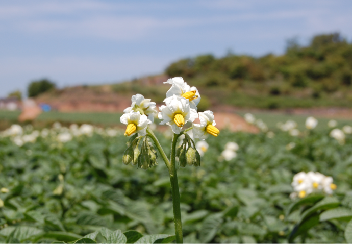 安芸津マル赤馬齢しょ