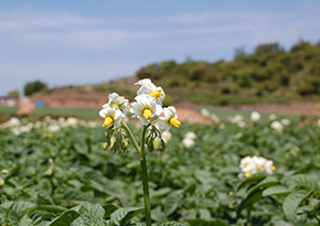 開花
