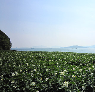 安芸津の町