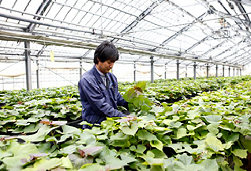 甘く美味しい安納いもを、代々引き継ぐ種芋づくり