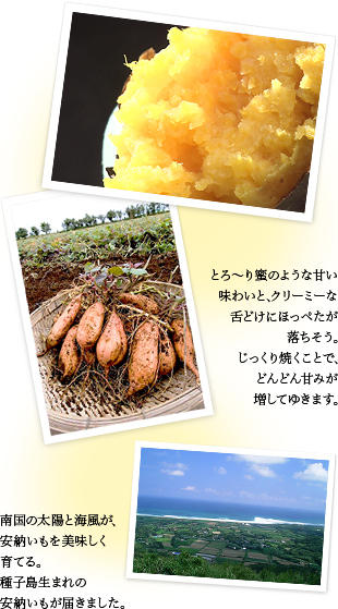 とろ~り蜜のような甘い味わいと、クリーミーな舌どけにほっぺたが落ちそう。じっくり焼くことで、どんどん甘みが増してゆきます。南国の太陽と海風が、安納いもを美味しく育てる。種子島生まれの安納いもが届きました。