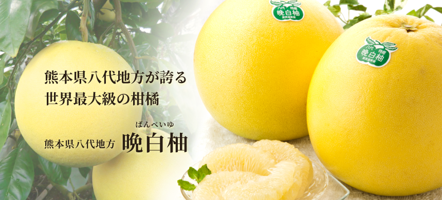 熊本県八代地方が誇る世界最大級の柑橘 熊本県八代地方晩白柚