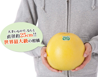 大きいもので、なんと直径約25cm!!世界最大級の柑橘