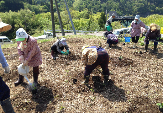 ②圃場準備（うねづくり）（5月）