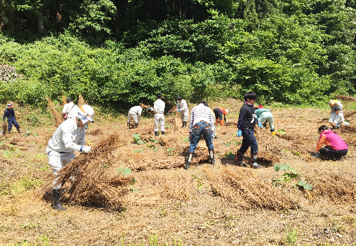 ④古茅を敷く（6月）