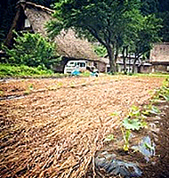 富山県「五箇山ぼべら」|フードアルチザンのおすすめ|フードアルチザン