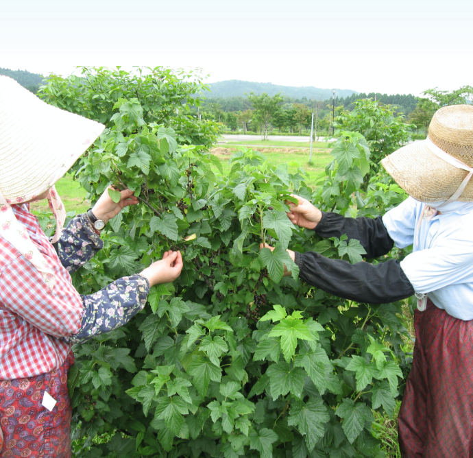 ひと粒ひと粒、手摘みの収穫