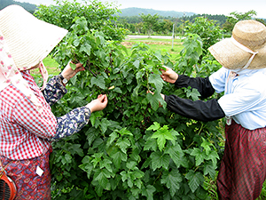 青森県 あおもりカシス フードアルチザンのおすすめ フードアルチザン