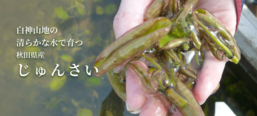 白神山地の清らかな水で育つ 秋田県産じゅんさい