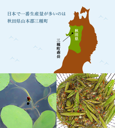 日本で一番生産量が多いのは秋田県山本郡三種町