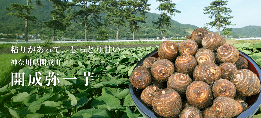 粘りがあって、しっとり甘い 神奈川県開成町 開成弥一芋