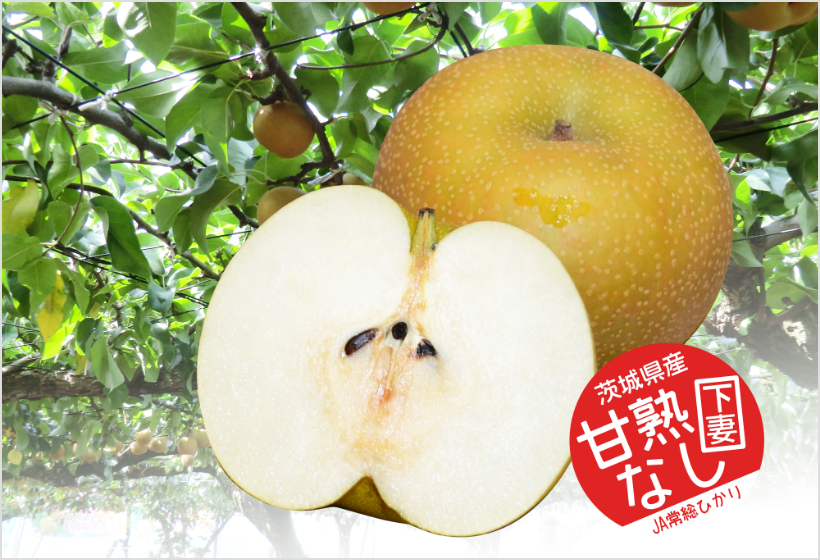 下妻甘熟梨の特徴(おいしさ)