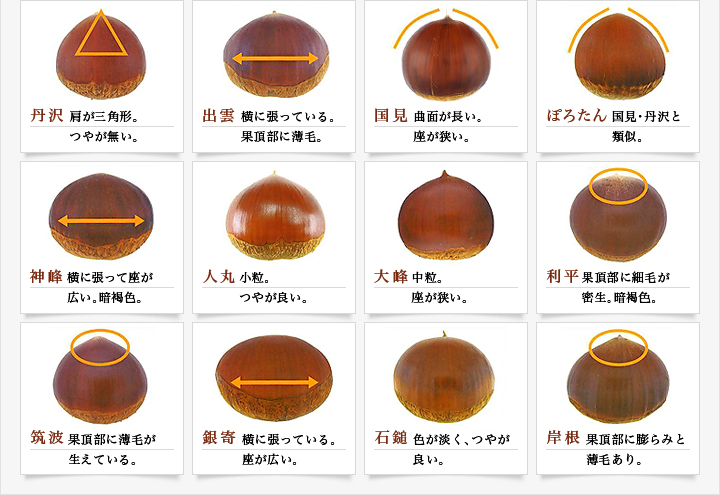【2】品種別の外観特徴