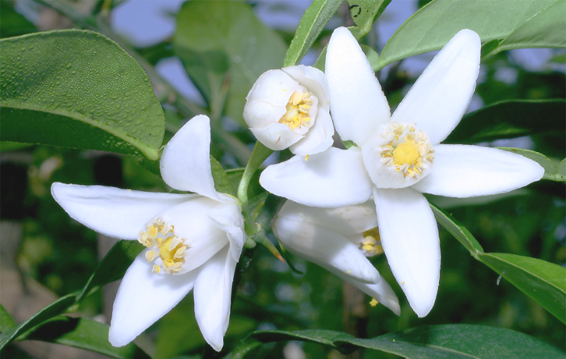 5月頃白く可憐な花を咲かせます。