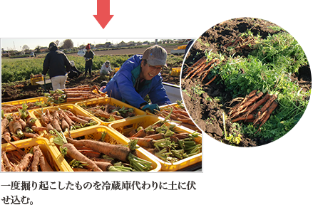 群馬県高崎市 国分にんじん 群馬県高崎市 国分にんじん