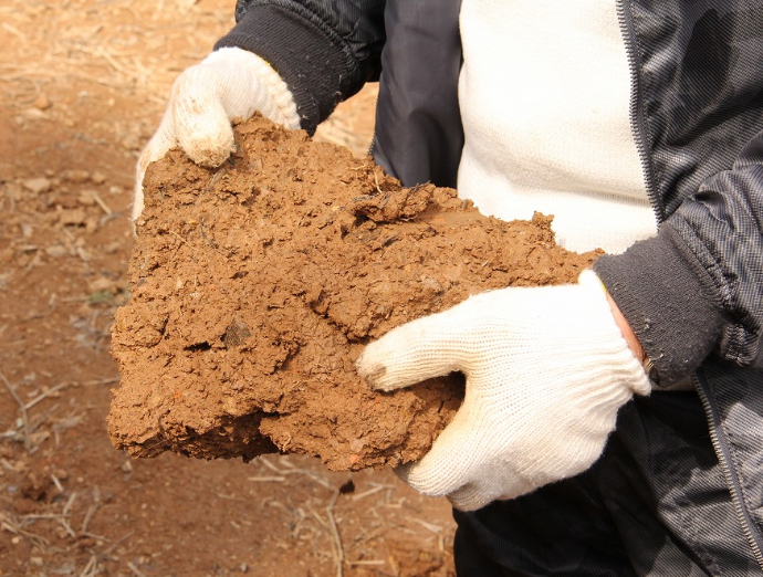 明治ごんぼうを育む重粘な粘土質の赤土