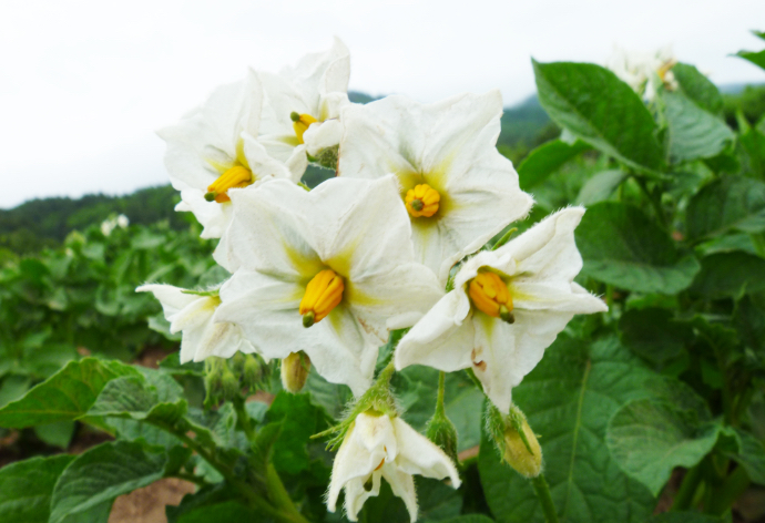 6月～7月にかけて白く可憐な「オコッペいもっこ」の花
