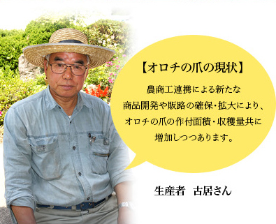 オロチの爪の現状 農商工連携による新たな商品開発や販路の確保・拡大により、オロチの爪の作付面積・収穫量共に増加しつつあります。 生産者 古居さん