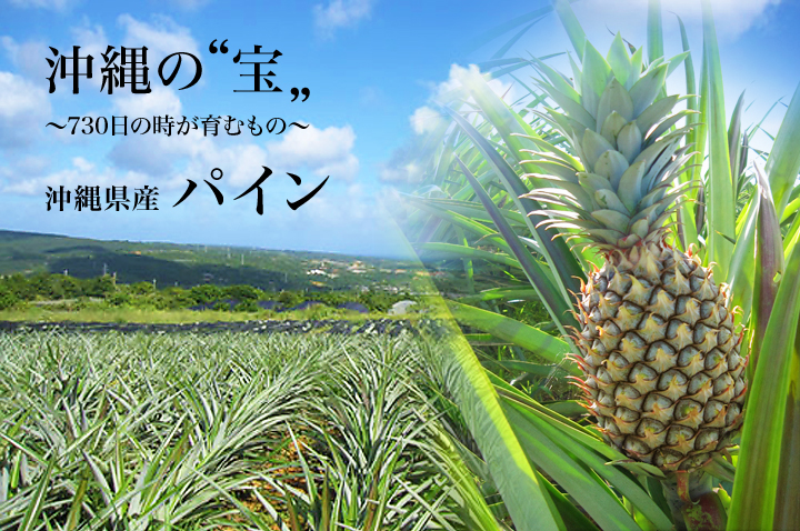 沖縄の“宝” ～730日の時が育むもの～ 沖縄県産 パイン