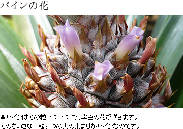 ▲パインはその粒一つ一つに薄紫色の花が咲きます。そのちいさな一粒ずつの実の集まりがパインなのです。