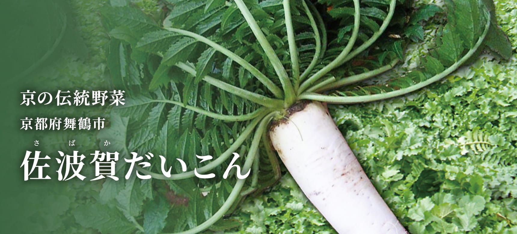 京の伝統野菜 京都府舞鶴市 佐波賀だいこん