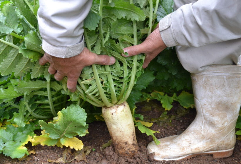 京の伝統野菜 佐波賀だいこん